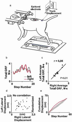 Figure 3. Feedforward regulation of maintaining balance during stepping in decerebrated cats facilitated by epidural spinal cord stimulation. (a) The cat is secured in a stereotaxic frame. An accelerometer is placed on the pelvis to record displacements, and force sensors are placed beneath each belt to record ground reaction forces (GRF) from the right and left hind limbs. (b) Right and left GRF. (c) Correlation between left and right total GRF during stepping for 10 experiments in 7 decerebrated cats (overall r = 0.98). (d) There is no correlation when the order of the left-right lateral displacements was randomized. (e) Cumulative right and left limb displacements are plotted in order of occurrence (gray line) or randomized (red line) [Citation18]. Note that the red line (accumulation of rendomized GRFs’) diverts from the level necessary to maintain the equilibrium of the hindquarters after about 5 steps. (Modified from [Citation18]).