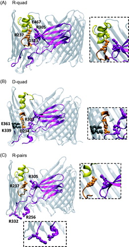 Figure 1. Cartoon-ribbon representations of PapC structure showing the locations of the mutated residues. (A) Salt-bridge network (R-quad) between residues R237, R305, D323 and E467, located at the interface between the PD (R305 and D323), hairpin (R237), and α-helix (E467). (B) Salt-bridge network (D-quad) between residues D234, R303, K339, and E361 located at the interface between the PD (R303), hairpin (D234), and barrel wall (K339 and E361). (C) Repulsive electrostatic interactions between the arginine pairs (R-pairs) R256-R332 on the two P-linkers, and R237-R305 between the PD and the hairpin loop. PapC structure from PDB 2VQI (Remaut et al., Citation2008) was rendered with the VMD program (Humphrey et al., Citation1996). Color code: Purple – PD; Orange – Hairpin; Yellow – α-helix; Gray – Barrel wall.