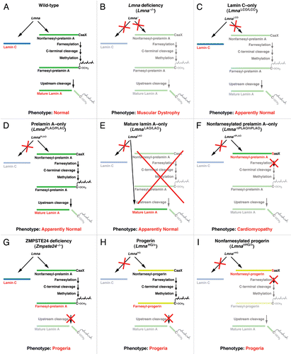 Figure 2 The effects of disrupting A-type lamin synthesis and processing in laboratory mice. (A) Wild-type mice produce both lamin C and prelamin A. Prelamin A then undergoes four sequential posttranslational processing steps to generate mature lamin A. (B) Lmna−/− mice produce neither lamin A nor lamin C. These mice have muscular dystrophy and die at 5–6 weeks of age.Citation5 (C) LmnaLCO/LCO mice produce only lamin C. These mice appear to be phenotypically normal.Citation42 (D) LmnaPLAO/PLAO mice do not produce lamin C. The prelamin A produced by these mice is efficiently converted to mature lamin A. These mice also appear to be normal.Citation33 (E) LmnaLAO/LAO mice produce mature lamin A directly, bypassing prelamin A synthesis and processing. These mice make no lamin C. Like LmnaLCO/LCO and LmnaPLAO/PLAO mice, LmnaLAO/LAO mice appear to be normal.Citation48 (F) LmnanPLAO/nPLAO produce exclusively nonfarnesylated prelamin A. Because of a cysteine-to-serine substitution in prelamin A's CaaX motif, the prelamin A cannot be farnesylated. These mice develop dilated cardiomyopathy and have reduced survival.Citation33 (G) Zmpste24-deficient mice produce both lamin C and prelamin A, but the final endoproteolytic step does not occur, resulting in the accumulation of farnesylated prelamin A. These mice display multiple progeria-like disease phenotypes.Citation16,Citation19 (H) In addition to making normal lamin C and prelamin A from one allele, LmnaHG/+ mice make a prelamin A with a 50-amino acid internal deletion (from the LmnaHG allele). This deletion prevents the final, ZMPSTE24-mediated, endoproteolytic step from occurring and leads to the accumulation of a farnesylated and truncated form of prelamin A called progerin. Despite the presence of normal forms of lamin A and lamin C, these mice develop progeria-like disease phenotypes.Citation28,Citation29 (I) LmnanHG/+ mice are identical to LmnaHG/+ mice except that the truncated prelamin A generated from the LmnanHG allele cannot be farnesylated (due to a cysteine-to-serine substitution in the CaaX motif), leading to the accumulation of nonfarnesylated progerin. These mice also have progeria, though it is somewhat less severe than that found in LmnaHG/+ mice.Citation22