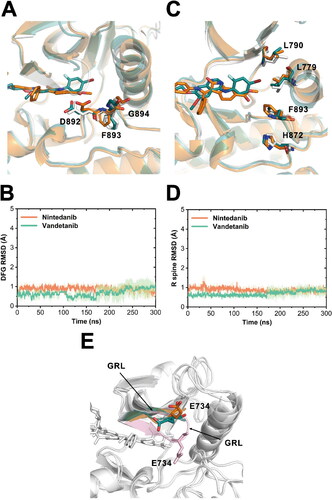 Figure 5. Detailed conformational insights into several RET functional regions. (A) The alignment of the representative structures of RETG810A−nintedanib (orange) and RETG810A−vandetanib (green) displaying the DFG motif. The conformation of the DFG motif in the initial crystal structure of RETWT−nintedanib is shown in white sticks. (B) Heavy-atom RMSD of the DFG motif relative to the initial crystal structures. Transparencies represent the standard deviations. (C) An alignment of the representative structures of RETG810A−nintedanib and RETG810A−vandetanib displaying R spine residues (Leu790, Leu779, Phe893, and His872). The R spine residues in the active assembly in the RETWT−nintedanib crystal structure is also shown in white sticks. (D) Heavy-atom RMSD of the R spine residues relative to the initial crystal structures. Transparencies represent the standard deviations. (E) An alignment of the representative structures of RETG810A−nintedanib and RETG810A−vandetanib highlighting the GRL region. The GRL in RETG810A−nintedanib and RETG810A−vandetanib were both in the ‘open’ conformation, in comparison to the ‘closed’ conformation in the RETWT−nintedanib crystal structure.