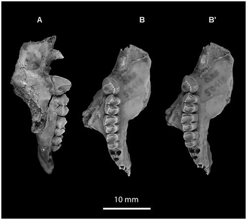 Figure 3. A, Buccal view of the paratype right maxilla of Archerus johntoniae (QM F50418). Teeth present are P1, P3, M1–3. B, B’, Stereophotograph of occlusal view.