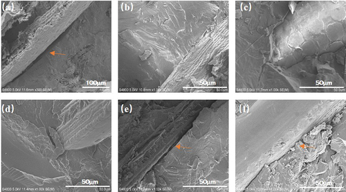 Figure 5. SEM images of tensile fracture sections of HNP-SF/PLA with different HNP concentrations: (a).0% (b).2% (c).4% (d).6% (e).8% (f).10%.