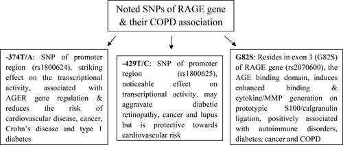 Figure 2. Summary of -374 T/A, -429 T/C and G82S RAGE gene SNPs possible involvement in inflammation and COPD manifestation. The representations pinpoint the findings of 2014 study by Li Y and colleagues, wherein the depicted RAGE gene SNPs feature in top five of most noted ones.