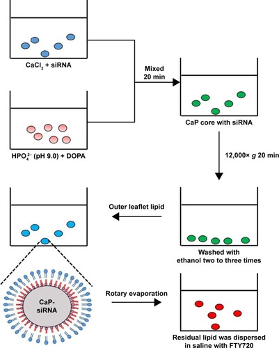 Figure 1 Schematic for the preparation of LCP-II NPs for co-delivery of siRNA and FTY720.Abbreviations: DOPA, dioleoylphosphatidic acid; FTY720, fingolimod; LCP-II NPs, lipid/calcium/phosphate type II nanoparticles.