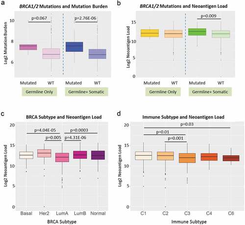 Figure 5. Neoantigen load and BRCA1/2 mutation status, BRCA subtypes and immune subtypes. (a) BRCA1 and BRCA2 mutation status and overall mutation burden. Left panel: patients with known deleterious BRCA1 or BRCA2 germline mutations (labeled as Mutated, dark purple) had suggestive higher overall mutation burden than patients without (labeled as WT, light purple) (p = .067). Right panel: patients with known deleterious BRCA1 or BRCA2 germline and somatic mutations (labeled as Mutated, dark blue) had significantly higher overall mutation burden than patients without (labeled as WT, light blue) (p = 2.67E-06). (b) BRCA1 and BRCA2 mutation status and neoantigen load. Left panel: patients with known deleterious BRCA1 or BRCA2 germline mutations (labeled as Mutated, dark yellow) did not show significant difference in neoantigen load from patients without (labeled as WT, light yellow). Right panel: patients with known deleterious BRCA1 or BRCA2 germline and somatic mutations (labeled as Mutated, dark green) had significantly higher neoantigen load than patients without (labeled as WT, light green) (p = .009). (c) Breast cancer subtype and neoantigen load. Significant differences in neoantigen load were found between Basal and LumA (p = 4.04E-05), Her2 and LumA (p = .005), LumA and LumB (p = 4.31E-06), and LumA and Normal (p = .0003). (d) Immune subtype and neoantigen load. Significant differences in neoantigen load were found between C1 and C3 (p = .01), C2 and C3 (p = .001), and C1 and C6 (p = .03)