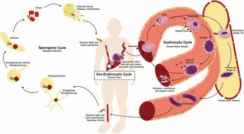 Figure 1. Life cycle of P. falciparum. Infection of the human host occurs when a female Anopheles mosquito bites and injects P. falcipraum sporozoites from their salivary glands into ahost capillary during a blood meal. Sporozoites that enter the bloodstream travel to the liver and invade hepatocytes. Over the course of 7 days, a single sporozoite undergoes asexual reproduction within a hepatocyte to produce ~40,000 merozoites that are released into the bloodstream when the hepatocyte ruptures. The released merozoites invade erythrocytes, beginning the 48 hr erythrocytic life cycle as ring stage parasites. During maturation to a trophozoite, the parasites modify the erythrocyte surface by forming knobs containing PfEMP1 proteins that adhere to the microvasculature and prevent parasite clearance by the spleen. The parasite remains sequestered as it undergoes 4–5 rounds of asexual reproduction, producing a schizont containing 16–32 merozoites that are released during schizont rupture along with hemozoin, membranes, and antigenic debris that can stimulate early innate immunity. A subset of intraerythrocytic parasites undergo sexual differentiation and develop for 10–12 days within the bone marrow into either a male or a female gametocyte. Mature stage V gametocytes re-enter the circulation and can be taken up by a female mosquito to propagate the infection cycle. Within the mosquito midgut, these male and female gametocytes are stimulated immediately to form microgametes and macrogametes, respectively, which fertilize. Over the next 24 hr, the zygote develops into an ookinete, migrates across the midgut epithelium and becomes an oocyst that in 2–3 weeks can produce thousands of sporozoites. The sporozoites are released upon oocyst rupture and migrate to the mosquito salivary glands, ready to begin the cycle in a new human host