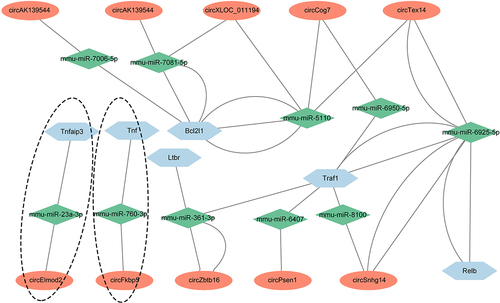 Figure 6. Prediction of circRNAs/miRNAs/NF-κB signalling axes in CLP mice. the network includes ten circRNAs, ten miRNAs, and six NF-κB signalling-associated mRNAs, which were constructed and visualized by cytoscape software. The ovals represented circRNAs, the rhombuses represented miRNAs and the hexagons represented mRNAs. The connections among circFkbp5/miR-760-3p/Tnf-α axis and circElmod2/miR-23a-3p/Tnfaip3 axis were specific, which were marked with a dotted line.