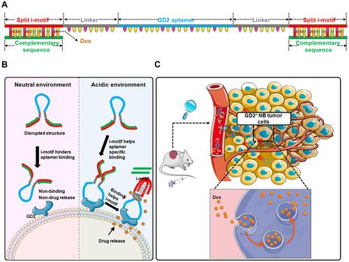 Figure 1 Schematic illustration of pH-sensitive multifunctional DNA nanomedicine for guiding neuroblastoma anti-tumor therapy. (A) Construction of IGD-Targeted. IGD-Targeted contained a split i-motif, GD2 aptamer, and linker. i-motif sequences could pair with complementary sequences and further for Dox loading. (B) pH-sensitive IGD-Targeted resulting in different targeting ability to GD2. When in physiological pH, i-motif was unstructured, Dox could not be released, resulting in disrupted GD2 aptamer structure and further preventing GD2 recognition domain to form the correct three-dimensional structure for GD2 recognition. When in acidic environment, the structure of i-motif was changed and the structure of GD2 recognition domain was not restricted and further enabling the restoration of its targeting ability. The three-dimensional formation of GD2 aptamer further helped correct construction of i-motif, the complementary pairing was destroyed and Dox was released. (C) Anti-cancer of IGD-Targeted in vivo. When IGD-Targeted was injected in tumor-bearing mice, since the pH value around tumor tissues was acidic, i-motif structure could form, IGD-Targeted could further recognize GD2, and Dox could be released into tumor cells. Normal tissues could be protected due to neutral pH value.