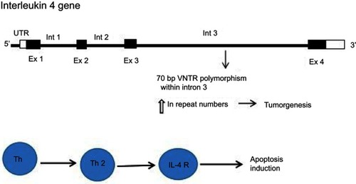 Figure 1 VNTR polymorphism locus within the IL-4 gene.