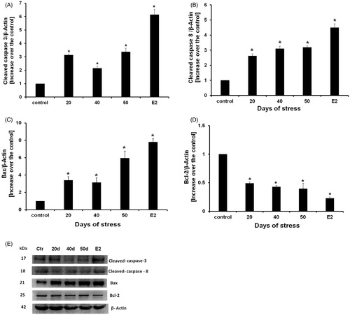 Figure 6. Western blot cleaved caspase-8, Bax, Bcl-2, cleaved-caspase-3 proteins detection, and estradiol benzoate (E2) treatment as apoptosis positive control. (A) Cleaved-caspase-3 content increased at all experimental times. (B) Cleaved-caspase-8 content increased at all experimental times in all days of stress. (C) Bax content also increased during chronic stress at all experimental times. (D) Bcl-2 content decreased in all experimental times. Data is presented as relative protein expression (optical density) normalized with β-actin OD quantities from identical blot. (E) Gels from five protein expression analysis for all experimental times. Each data point represents the mean ± SEM; n = 5. *p < 0.05 vs. control groups.