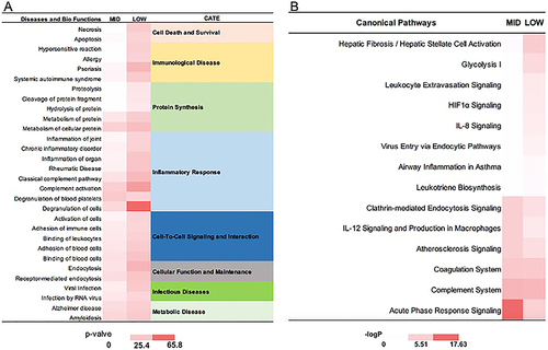 Figure 6 IPA analysis of proteins in mid and low abundance group. (A) The diseases or functions annotation; (B) The major canonical pathways. The color of the bar in MID and LOW column indicates the level of significance.