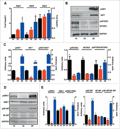 Figure 5. Tor activation correlates with lifespan. (A) qPCR analysis of dilp2, 3 and 5 (n = 3 − 4). (B) Western blot analysis of phosphorylated and total AKT and dFOXO. (C) Quantification of b (n = 3 ). (D) Western blot analysis of phosphorylated and total S6K1 and 4E-BP. (E) Quantification of d (n = 3 ). The mean ±SEM is shown (n indicates independent replicates per group). Different numbers of * indicate statistically significant differences (ANOVA, p <0.05) between temperatures.