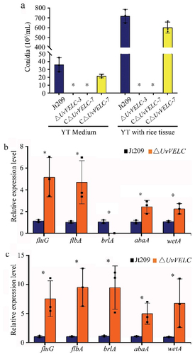 Figure 3. UvVELC involves in mycelial growth and conidiation in U. virens. (a) Statistical analysis of conidiation in YT medium. The wild-type strain Jt209, ΔUvVELC-3, ΔUvVELC-7, and CΔUvVELC strains were cultured in YT medium for 7 d. (b, c) expression pattern of central regulatory pathway genes in vegetative grown cultures in YT medium without (b) or with (c) rice tissue. Mean values and SDs were derived from three independent biological replicates with similar results. * represents significant differences between the mutants and the wild-type strain as subjected to Duncan’s test (p < 0.05).