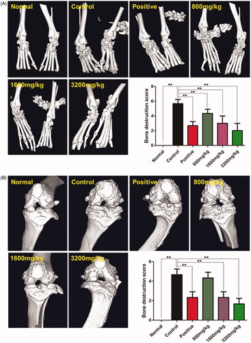 Figure 4. Results of the micro-CT imaging of ankle joints (A) and knee joints (B) of CIA rats. Data are the mean ± SD (n = 6), **p < 0.01 vs. control.