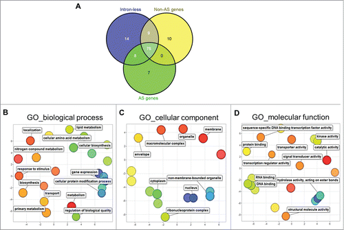 Figure 2. Gene ontology (GO) analyses of Brachypodium splicing groups. (A) Distribution of significantly enriched (FDR<0.05) GO terms among intronless, non-AS and AS genes in Brachypodium. REVIGO scatter plot visualization of GO terms in (B) biological process. (C) cellular component, and (D) molecular function common among intronless, non-AS and AS gene groups. In the REVIGO plots, bubble color and distance represent uniqueness among the GO terms, where related terms are clustered together with similar color shades. Bubble size represents the relative frequency of the GO term in the underlying GO annotation database, with smaller bubble sizes representing more specific terms.