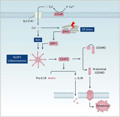 Figure 6. Role of copper in pyroptosis. Copper promotes pyroptosis by inducing ROS production and ER stress, which leads to the formation of the NLRP3 inflammasome and the creation of membrane pores through the action of GSDMD.