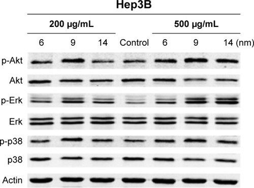 Figure 7 Fe3O4 NPs regulate the activities of Akt and MAPK in human hepatoma cells.Notes: The expressions of Akt, Erk, and p38 were measured using Western blot in Hep3B cells exposed to Fe3O4 NPs with different diameters for 24 hours. Cells incubated in medium only were used as control.Abbreviation: NPs, nanoparticles.