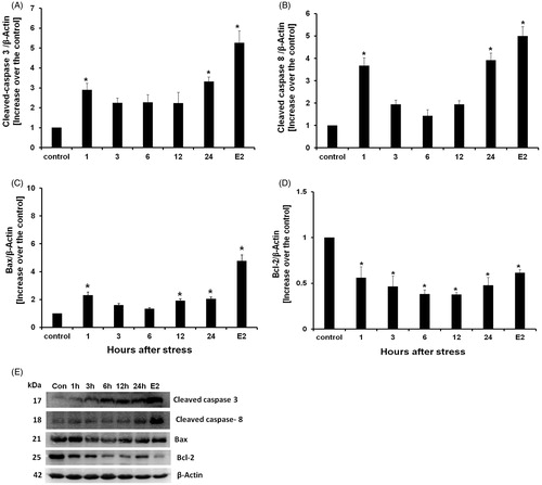 Figure 5. Western blot cleaved caspase-8, Bax, Bcl-2, cleaved-caspase-3 proteins detection, and estradiol benzoate (E2) treatment as apoptosis positive control. (A) Active caspase-3 content increased from one until 24 hours after acute stress induction. (B) Cleaved-caspase-8 content increased from one until 24 hours after acute stress induction. (C) Bax content increased from 1, 12, and 24 hours after acute stress induction. (D) Bcl-2 expression decreased at all experimental times. Data is presented as relative protein expression (optical density) normalized β-actin OD quantities from identical blot. (E) Gels from five protein expression analysis for all experimental times. Each data point represents the mean ± SEM; n = 5. *p < 0.05 vs. control groups.