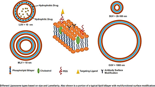 Figure 6 Liposomal nanocarriers, Copyright 2015, American Chemical Society.Citation111