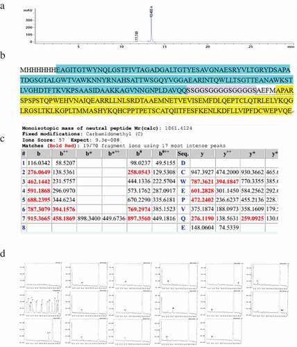 Figure 4. The characteristics of SA-hGM-CSF. (a) The purity analysis of SA-hGM-CSF protein by HPLC. (b) The theoretical sequence of SA-hGM-CSF protein. (c) The C-terminal domain of SA-hGM-CSF protein sequenced by MS. (d) The N-terminal domain of SA-hGM-CSF protein sequenced by MS.