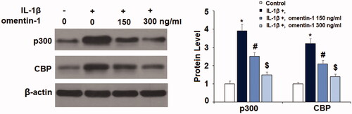 Figure 6. Omentin-1 prevented IL-1β-induced expression of p300 and CBP in human SW1353 cells. Cells were stimulated with IL-1β (10 ng/mL) with or without omentin-1 (150,300 ng/mL) for 24 h. Expressions of p300 and CBP were measured (*, #, $p < .01 vs. previous group, n = 5–6).