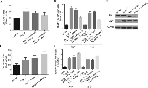 Figure 6. Effects of PPARγ on CH. CH was evaluated via cell surface area measurement (A, D), and mRNA and protein expression levels of ANP and BNP (B, C and E) were evaluated via qPCR and western blotting assays. The data obtained in the study are presented as means ± SD, *P < 0.05.