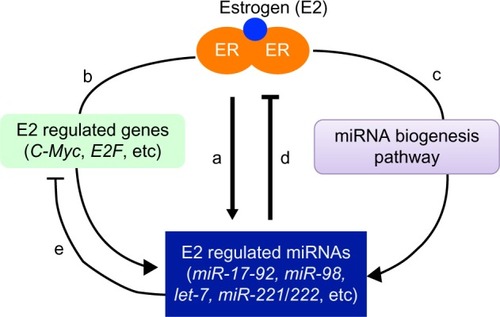 Figure 2 A regulatory circuitry of estrogen-activated estrogen receptor (ER), estrogen-regulated microRNA (miRNA), and messenger RNA in estrogen action.