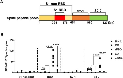 Figure 2. SARS-CoV-2 Spike-specific T cell responses induced by different vaccine platforms measured by INF-γ ELISPOT assay (A). Peptides spanning full length spike were synthesized and divided into four peptide pools: S1-non RBD (aa: 1-324, 577-654), S1-RBD (aa: 325-576), S2-1(aa: 655-960), S2-2(aa: 961-1273). (B). Mice were sacrificed for measuring T cell responses. Isolated lymphocytes were stimulated with 4 spike peptide pools, and the IFN-γ secreting cells were quantified by ELISPOT assay. N = 6 per group, one spot represents one sample. One-way ANOVA was performed for comparison. Bars represent the mean ± SEM, ns: p > 0.05, **p < 0.01, ***p < 0.001, ****p < 0.0001.