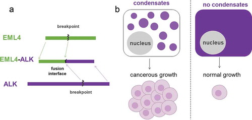 Figure 6 EML4-ALK is a fusion protein that forms condensates in cells and can cause hyperactivation in the MAPK/ERK cell signaling pathway. a. EML4-ALK fusion protein formed from joining partial EML4 and ALK proteins. b. EML4-ALK fusion protein condensates located within the cytoplasm enable strong cell proliferation signals to drive cancerous growth. This alternative signaling pathway of protein condensates in the cytoplasm is suggested to be a mechanism applicable to other receptor tyrosine kinase cancer fusion mutations. 