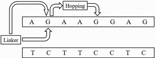 Figure 5. Charge transfer in DNA base pairs after photoexcitations of linker by a laser pulse. A hole firstly undergoes a transition from photoexcited linker to the adjacent G-C pair, as shown in the thick arrow. Then, it can either hop to next G-C pairs [thin line] or return to linker with the subsequent electron-hole recombination [thin line].