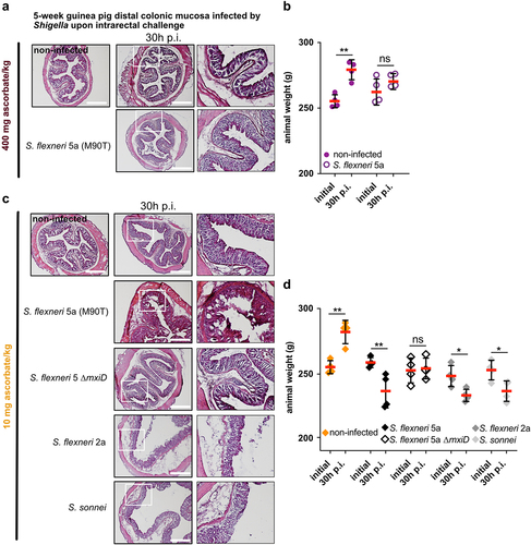 Figure 3. Shigella spp. cause destruction of the colonic mucosa and induce weight loss in ascorbate-deficient guinea pigs for extended period of time. (a) 5 weeks old guinea pigs (400 mg ascorbate/kg) and (c) ascorbate-deficient guinea pigs (10 mg ascorbate/kg diet) were infected intrarectally with S. flexneri 5a (wt and ∆mxiD strains), S. flexneri 2a and S. sonnei. 30 h p.I. animals were sacrificed, and distal colonic samples were collected, stained with haematoxylin eosin and compared to non-infected tissues. Scale bars are 30 mm. On the right panel, x3 magnification of white squares (left panel) are shown. (b and d) Animals were weighted before infection and 30 h p.I. Results are expressed as mean ± S.D., ‘ns’ indicates t-test p > .05, * indicates p < .05, ** indicates p < .01 (4 animals per group). Representative images are presented of at least 5 slices from 3 different animals.