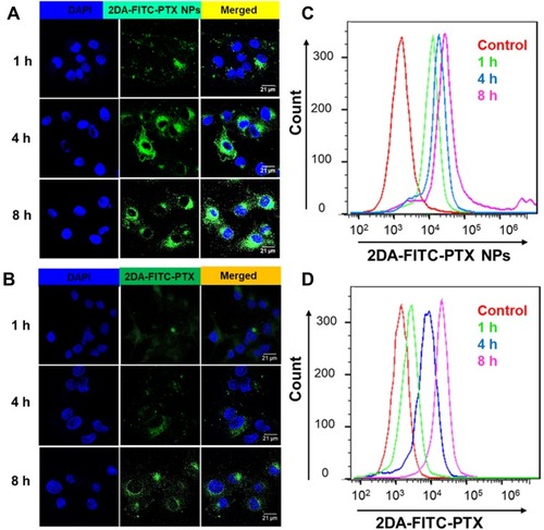 Figure 3 Evaluation of cell uptake of FITC-labeled 2DA-PTX or 2DA-PTX NPs after incubation with MDA-MB-231 cells for 1, 4, and 8 h via confocal microscopy and flow cytometry analysis. The confocal microscopy images of MDA-MB-231 cell uptake from 2DA-FITC-PTX NPs (A) and 2DA-FITC-PTX (B) following various incubation times. Both the 2DA-FITC-PTX NPs and 2DA-FITC-PTX were labeled with FITC (green). The blue fluorescence was from the cell nucleus (DAPI, blue). Scale bars are 21 μm. The flow cytometric analyses of cell uptake from 2DA-FITC-PTX NPs (C) and 2DA-FITC-PTX (D).Abbreviations: 2DA-FITC-PTX NPs, 2-glucosamine-fluorescein-5(6)-isothiocyanate-glutamic acid-paclitaxel nanoparticles; 2DA-FITC-PTX, 2-glucosamine-fluorescein-5(6)-isothiocyanate-glutamic acid-paclitaxel; FITC, fluorescein isothiocyanate; DAPI, 4,6-diamino-2-phenyl indole.