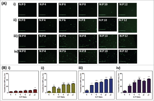 Figure 4. In vitro transfection efficacies of RALA/DNA nanoparticles at various N:P ratios (N:P 0–12) following dissolution from polymer matrices. (A) Representative fluorescent images and (B) cell transfection efficacies of NCTC 929 fibroblast cells following transfection with RALA/pEGFP-N1 nanoparticles released from i) 360 kDa PVP, ii) 58 kDa PVP, iii) 13–23 kDa PVA and iv) 9–10 kDa PVA polymer gels at various N:P ratios (N:P 0–12), (mean + SEM, n = 3).