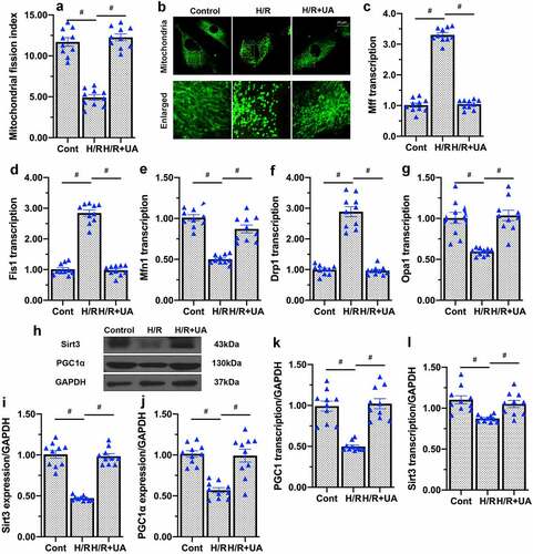 Figure 5. UA improves mitochondrial quality control by activating mitochondrial fusion, inhibiting mitochondrial fission and promoting mitochondrial biogenesis in endothelial cells. (a, b) Immunofluorescence was used to observe the mitochondrial morphology. (c-g) qPCR was used to analyze the transcription of Drp1, Fis1, Mff, Mfn1 and Opa1. (h-j) Western blots were used to detect PGC1α and Sirt3 protein levels. (k-l) qPCR was used to detect the alterations of PGC1α and Sirt3 transcriptions in response to H/R injury or UA treatment. #p < 0.05.