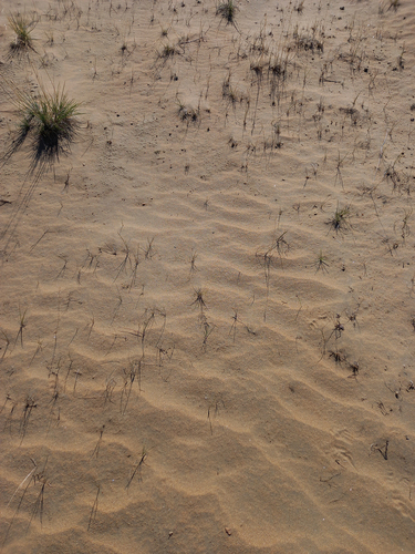 Figure 5. Hannukainen desert of sand drift. (Photo: Tina Paphitis)