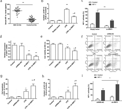 Figure 3. The effect of SIRT1 overexpression or downregulation on the activation of HIF-1α in LPS-treated Caco-2 cells. (a) The expression of serum HIF-1α in NEC patients (n = 34) were examined by an ELISA kit. **P < 0.01, compared with the control group. (b) The content of HIF-1α in Caco-2 cells was tested after stimulated by LPS or overexpression of SIRT1. **P < 0.01, compared with the empty vector transfection group; #P < 0.05, compared with the LPS treatment group. (c) The activity of HIF-1α was tested after transfection with ov-SIRT1 through Dual-luciferase reporter assay. **P < 0.01, compared with the empty vector transfection group. (d) The transfection efficiency of SIRT1 shRNA (sh-SIRT1) was tested. (e-g). Cell viability and apoptosis were measured after transfected with sh-SIRT1. (h) The content of HIF-1α in Caco-2 cells was tested after knockdown of SIRT1. *P < 0.05, compared with the scramble shRNA transfection group (shRNA-NC); #P < 0.05, compared with the LPS treatment group. (i) The activity of HIF-1α was tested after transfection with sh-SIRT1 by Dual-luciferase reporter assay. *P < 0.05, compared with scramble shRNA transfection group.