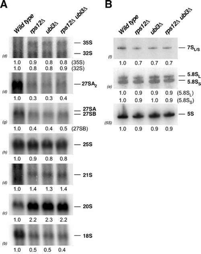 Figure 4. Absence of eS12 leads to robust accumulation of 20S pre-rRNA and concomitant reduction in the steady-state levels of mature 18S rRNA. The strains W303-1A (Wild type), SMY315 (rps12∆), TLY14.3C (ubi3∆) and SMY372 (rps12∆ ubi3∆) were grown in YPD medium at 30°C to an OD600 of around 0.8. Total RNA was extracted from each strain; equal amounts of RNA (5 µg) were analysed by northern blot. (A) Northern hybridisation of high-molecular-mass pre- and mature rRNAs. (B) Northern blot analysis of low-molecular-mass pre- and mature rRNAs. Signal intensities were measured by phosphorimager scanning (indicated below each panel) and normalised to those obtained for the wild-type, arbitrarily set to 1.0. Probes, between parentheses, are described in Figure S1 and Table S3.