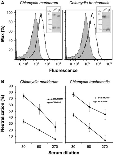 Fig. 1.  Surface-exposed Chlamydia HtrA does not elicit neutralizing antibodies. (A) HtrA Chlamydia HtrA is expressed on the EB surface. Purified CM (left panel) and CT (right panel) EBs were incubated with sera raised against CM rHtrA or CT rHtrA (empty peaks) or anti-E. coli contaminants (shaded peaks) and the antibody binding on EB surface was detected by flow cytometry using a R-Phycoerythrin-conjugated secondary antibody. Inset panels: Western blot analysis of HtrA expressed by EBs. Total extracts from CM or CT EBs (approximately 107) and purified CM or CT rHtrA were separated on SDS-PAGE, transferred to nitrocellulose membranes and incubated with the corresponding rHtrA antiserum. Molecular weight standards are reported on the left side of each panel. (B) Antibodies elicited by CM rHtrA do not neutralize Chlamydia infectivity in vitro. Anti-CM rHtrA and anti-CT rHtrA antibodies were pre-incubated at different dilutions with infectious CM EBs (left panel) and CT EBs (right panel), respectively, and used to infect LLC-MK2 cell monolayers, as compared with EBs treated with corresponding dilutions of pre-immune sera. As positive controls, anti-CM rMOMP and anti-CT rMOMP were also used simultaneously. The antiserum neutralization activity was determined by measuring the reduction of the number of inclusions generated by antibody-opsonized EBs after correction for background inhibition observed with pre-immune sera. The graphs represent the percent neutralization averaged from triplicate experiments, with standard deviations.