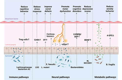 Figure 2 The microbiota-gut-brain axis in neurological and psychological diseases. The microbiota-gut-brain axis mainly includes three pathways of interaction: immune, neural and metabolic pathways. These pathways can be involved in the pathophysiology of ASD, depression, anxiety, Parkinson’s disease and Alzheimer’s disease. Lachnospiraceae bacterium A2 increase Treg cells and reduce repetitive behavior. L. rhamnosus reduce stress and anxiety by elevating GABA mRNA expression level. L. reuteri increase OT to improve social defects. E. faecalis reduce corticosterone by inhibiting the HPA axis. αSyn in the intestinal nervous system travels to the brain via the vagus nerve. Bacteroidetes promote motor dysfunction by activating the C/EBPβ/AEP pathway. BL NCC3001 decrease depression scores by upregulating BDNF. B. fragilis promote anxiety behavior through 4-EPS. (Figure created with BioRender.com).