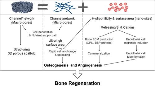 Figure 3 Schematic of prepared 3D fibrous scaffolds in conjunction with applied biochemical and biomechanical stimuli leading to a positive effect on angiogenesis and osteogenesis for bone repair applications. Reprinted with permission from Kim JJ, El-Fiqi A, Kim HW. Synergetic cues of bioactive nanoparticles and nanofibrous structure in bone scaffolds to stimulate osteogenesis and angiogenesis. ACS Appl Mater Interfaces. 2017;9(3):2059–2073. Copyright 2022 American Chemical Society.Citation90
