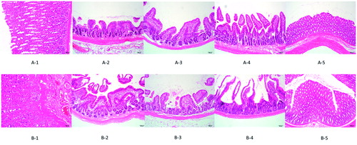 Figure 6. Gastrointestinal safety assay observed by HE staining. (A) APIs used in this study; (B) SF-IS mixed micelles used in this study (1–5) stomach and intestinal (duodenum, jejunum, ileum, colon).