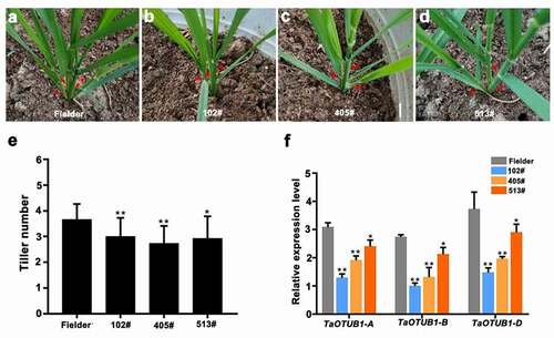 Figure 3. (a–d) Morphological characteristics of wild-type Fielder and TaOTUB1-RNAi plants. Red arrows show the positions of tillers in the seedling stage. (e) Statistical analyses of the tiller numbers of the wild-type Fielder and three independent TaOTUB1-RNAi lines (n = 15, *P < 0.05, **P <0 .01). (f) Expression analysis of TaOTUB1s in the wild-type Fielder, 102#, 405#, and 513# plants.