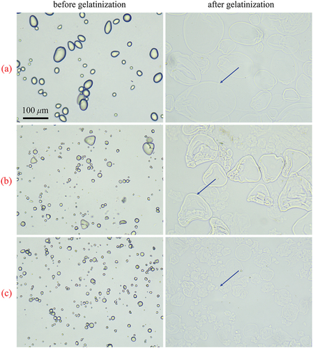 Figure 5. Photomicrographs of (a) potato starch dispersions, (b) Chinese yam starch dispersions and (c) sweet potato starch dispersions with a mass fraction of 2.0%.
