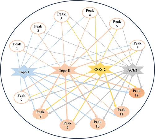 Figure 3 The multi-target and multi-component network established comprising three pharmacological activities and 12 potentially bioactive constituents with four drug targets. The line thicknesses nearly indicate the strength of their interactions or binding affinities with the corresponding targets.