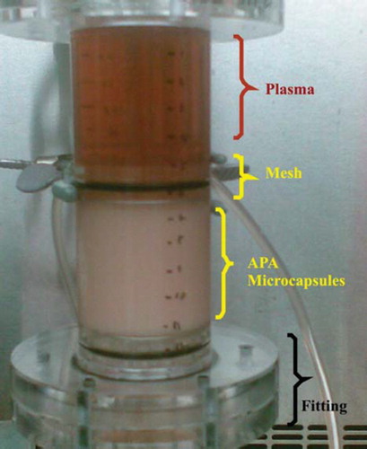 Figure 1. Column bioreactor packed with yeast APA microcapsules (60% yeast APA microcapsules loading). The column bioreactor design criterion had the average surface area of a conventional dialyzer membrane, which is estimated to be 1.8 m2. The column bioreactor's height and internal diameter are 12 cm and 22 mm, respectively. The column bioreactor is made of Poly (methyl methacrylate) (plexiglass). Two identical meshes equipped with rubber O-ring were utilized to prevent the microcapsules from being drifted away by the flow.