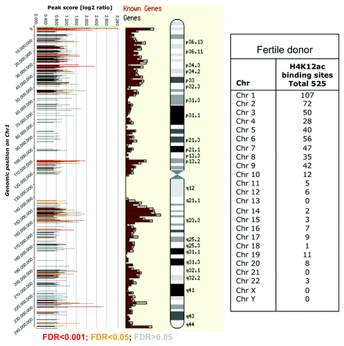 Figure 2. Distribution of H4K12ac peaks (shown as bars) along chromosome 1 from one healthy donor aligned alongside Ensembl gene density profile and ideograms of chromosome 1. The positions of the H4K12ac peaks on were plotted against their enrichment, which was calculated from the log2-ratio of input signal-Cy3 for the total chromatin (control) and IP-probe–Cy5. False discovery rate (FDR) predicts significance of peak enrichment. (Red bars; p < 0.001, yellow bars; p < 0.05, gray bars p > 0.05). Higher density of binding sites was recognized in telomeric sequences and region of high gene density on chromosome 1. Table summarizes the frequency of binding of all human chromosomes.