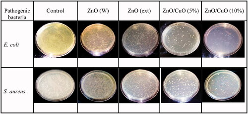 Figure 10. Anti-bacterial activities of the ZnO (W), ZnO (ext), ZnO/CuO (5%) and ZnO/CuO (10%) samples against E. coli and S. aureus.