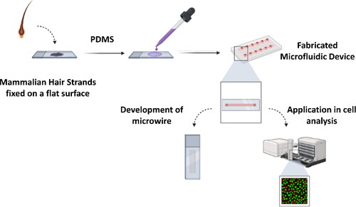 Figure 2. Schematic illustration of the pioneering fabrication of a microfluidic platform from mammalian hairs and its subsequent application in microwire synthesis, immunoassays, cell sorting and manipulations. Adapted with permission from Ref. [Citation67].