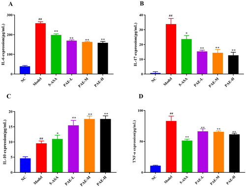 Figure 4. PAE regulates related inflammatory factors in mice. IL-6, IL-17, IL-10, and TNF-α were measured by ELISA. Error bars represent the mean ± SEMs (n = 6/group). ##p < 0.01, #p < 0.05 compared to the NC group; **p < 0.01, *p < 0.05 compared to the model group. PAE: P. americana extract; 5-ASA: Mesalazine, 200 mg/kg; PAE-L: 80 mg/kg, PAE-M: 160 mg/kg, PAE-H: 320 mg/kg.
