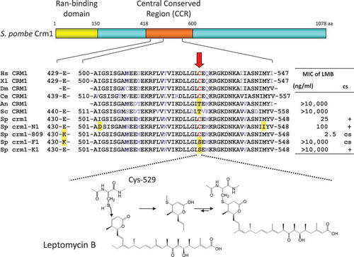 Figure 4. Schematic representation of fission yeast CRM1 and the binding mode of leptomycin B (LMB). A single cysteine residue (Cys-529) in the central conserved region is the binding site of LMB, which is conserved in LMB-sensitive organisms such as human, but not in LMB-insensitive organisms such as the budding yeast S. cerevisiae. Other mutations such as crm1-809 and crm1-N1 were also mapped to this region. It is now known that the central conserved region is responsible for recognizing the NES. The unsaturated delta lactone ring mediates covalent bond formation with the cysteine residue by a Michael-type addition.